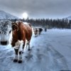 Au mileiu de nulle part, un berger et une cinquantaine de vaches… La présence constante des loups oblige à une grande vigilance.